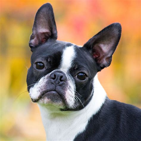 boston terriers for sale in southern california